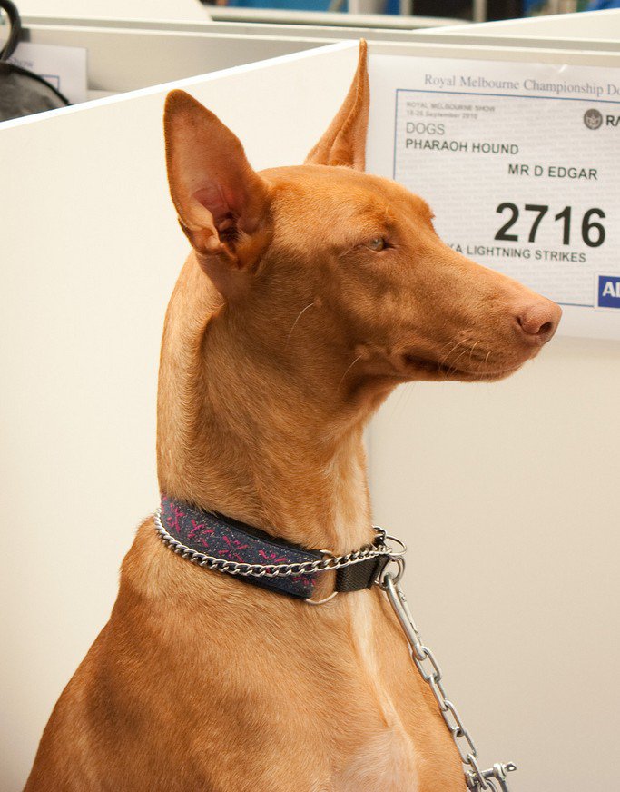 Rottweiler's Kingdom The 9 Most Expensive Purebred Dogs Ever