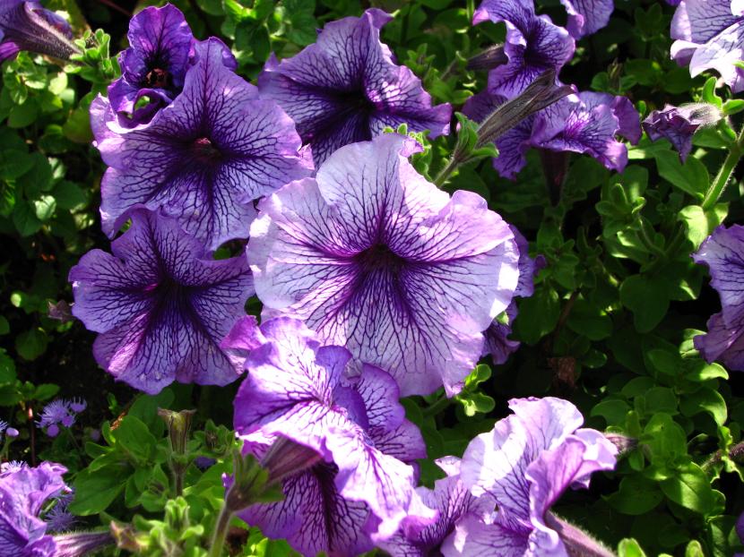 PETUNIAS - FLORES TROMPETADAS