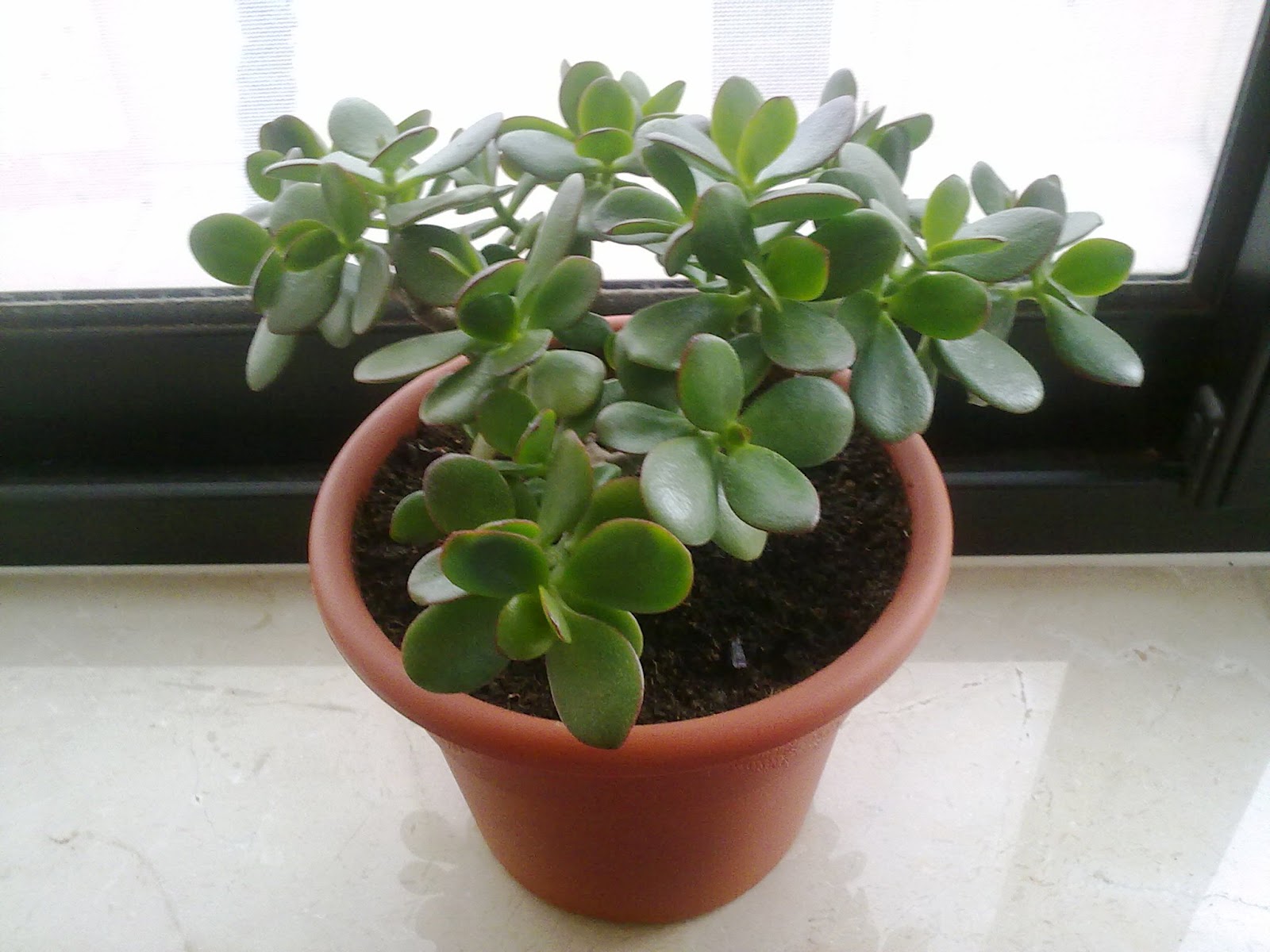 jade plant plants house indoors greenery bring care great indoor pot flowers grow green houseplants its gets good