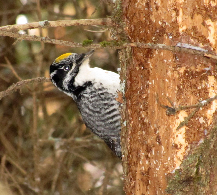 North Shore Nature: A good winter for American Three-toed Woodpeckers