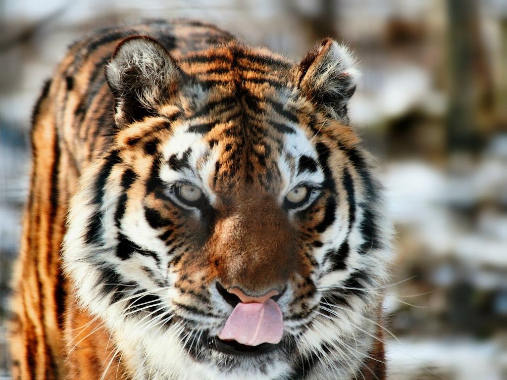 TIGRES DE VENGALA: TIGRE SUMATRA