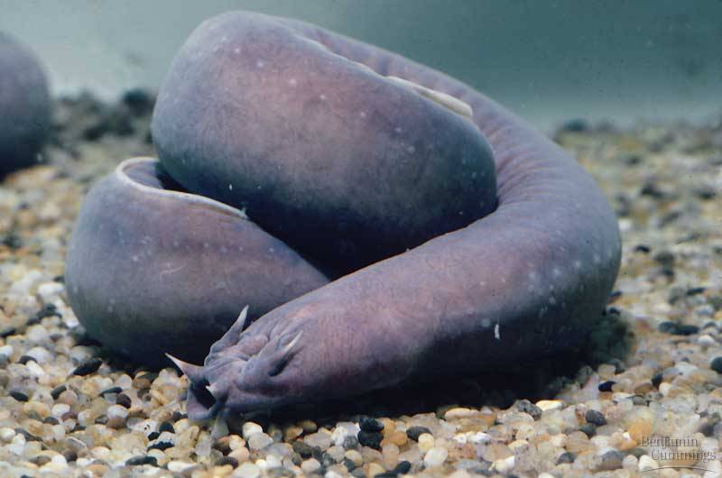 Hagfish Fishes World HD Images & Free Photos