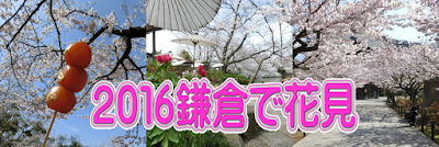  2016鎌倉で花見