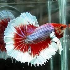Beternak Ikan Cupang Paling Simpel Ternak Ikan Hias