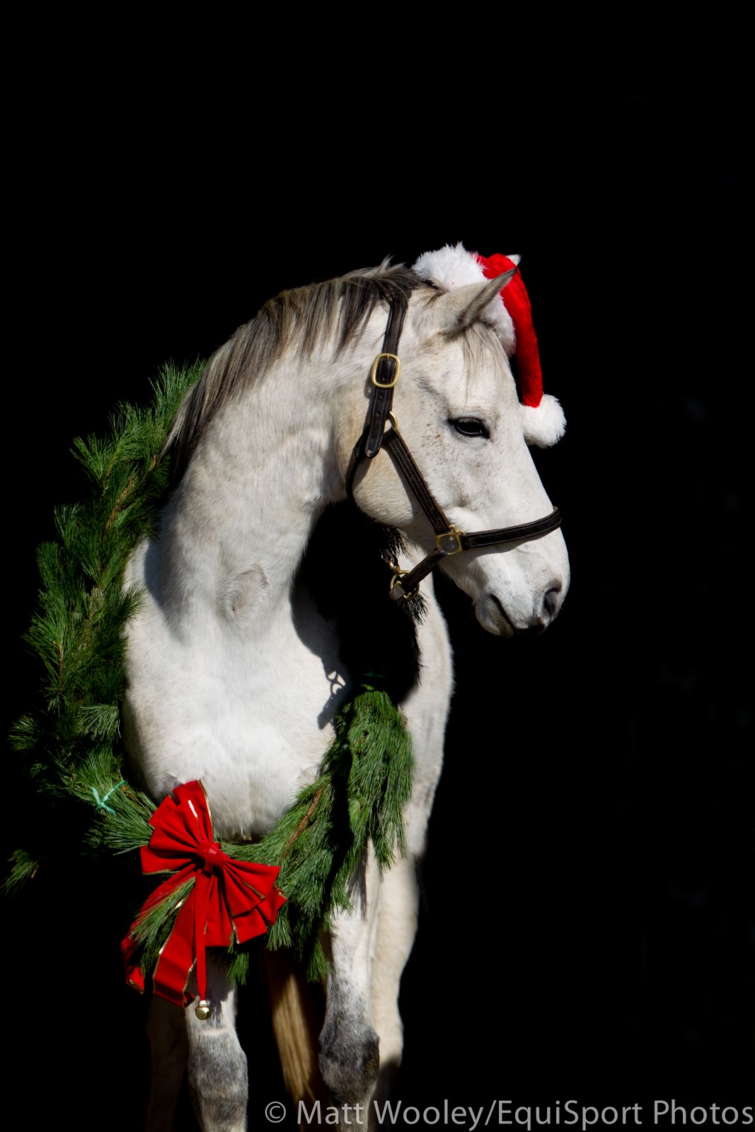 From Racehorse to Showhorse More Holiday Horses