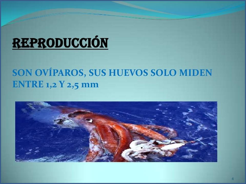 Cosas de niños para la escuela LA REPRODUCCIÓN DE LOS