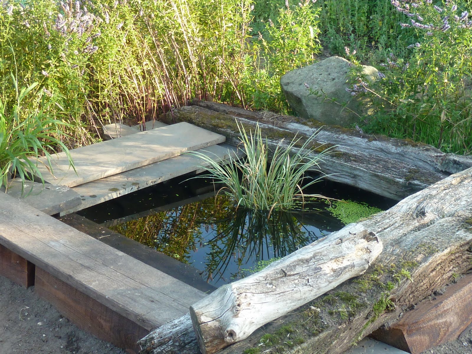 Kitty's Super Allotment: Frogs and Ponds.