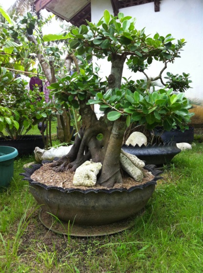 Keunikan Dan Kecantikan Bonsai Beringin