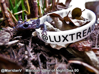 I Found A Critter; salamander found in #Idaho #idahome #wildlife