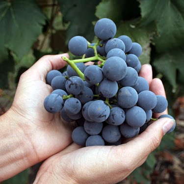 Xtremehorticulture of the Desert: Pick Concorde Grapes When Ripe