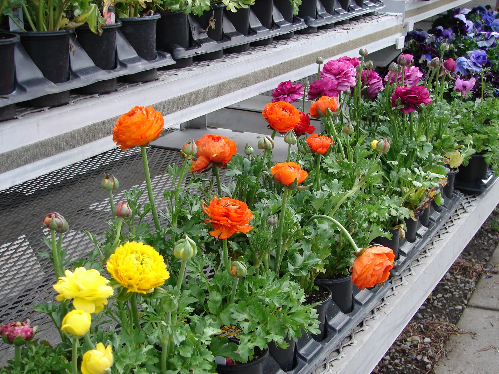 New Utah Gardener Annuals For The Spring Garden In Utah When Can We