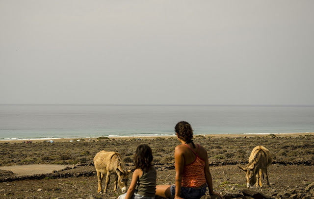 Vida salvaje de Cofete. Vida salvaje de Cofete. Burros majoreros acompañan el camino desde la playa de Cofete al pueblo.
