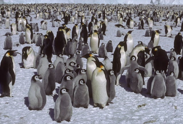 'Catastrophic' breeding failure at one of world's largest emperor penguin colonies