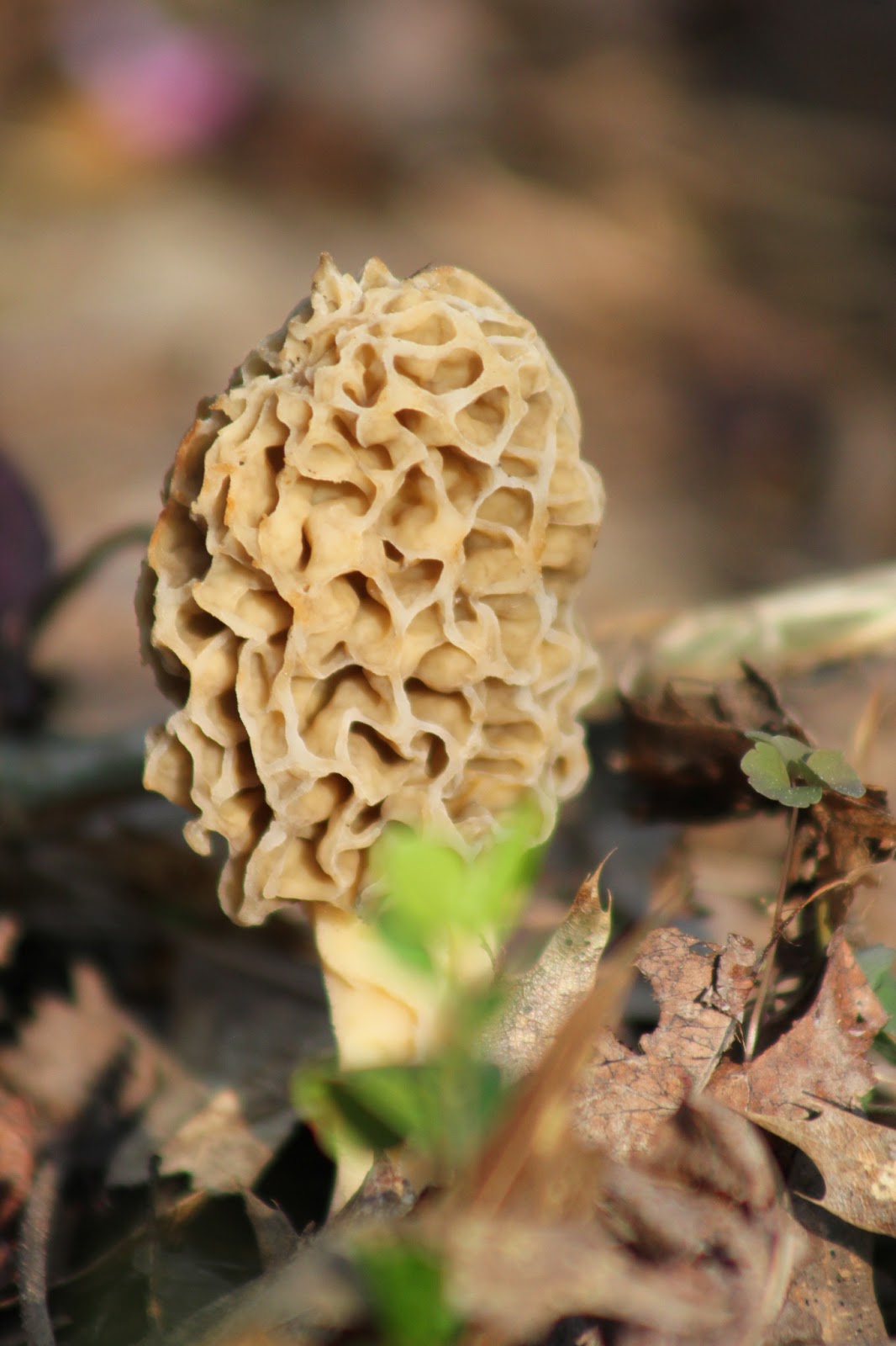 Nature God's Second Book A Hidden Kingdom