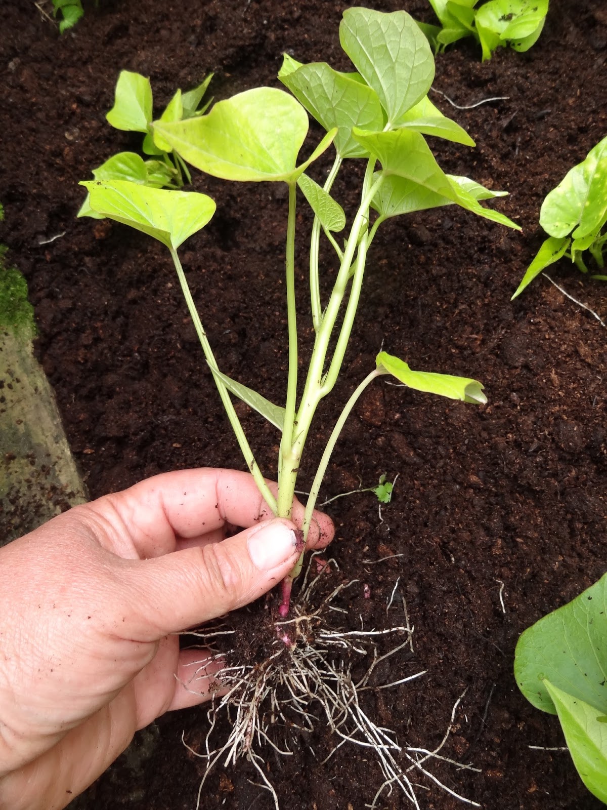 Down on the Allotment Growing Purple Sweet Potatoes