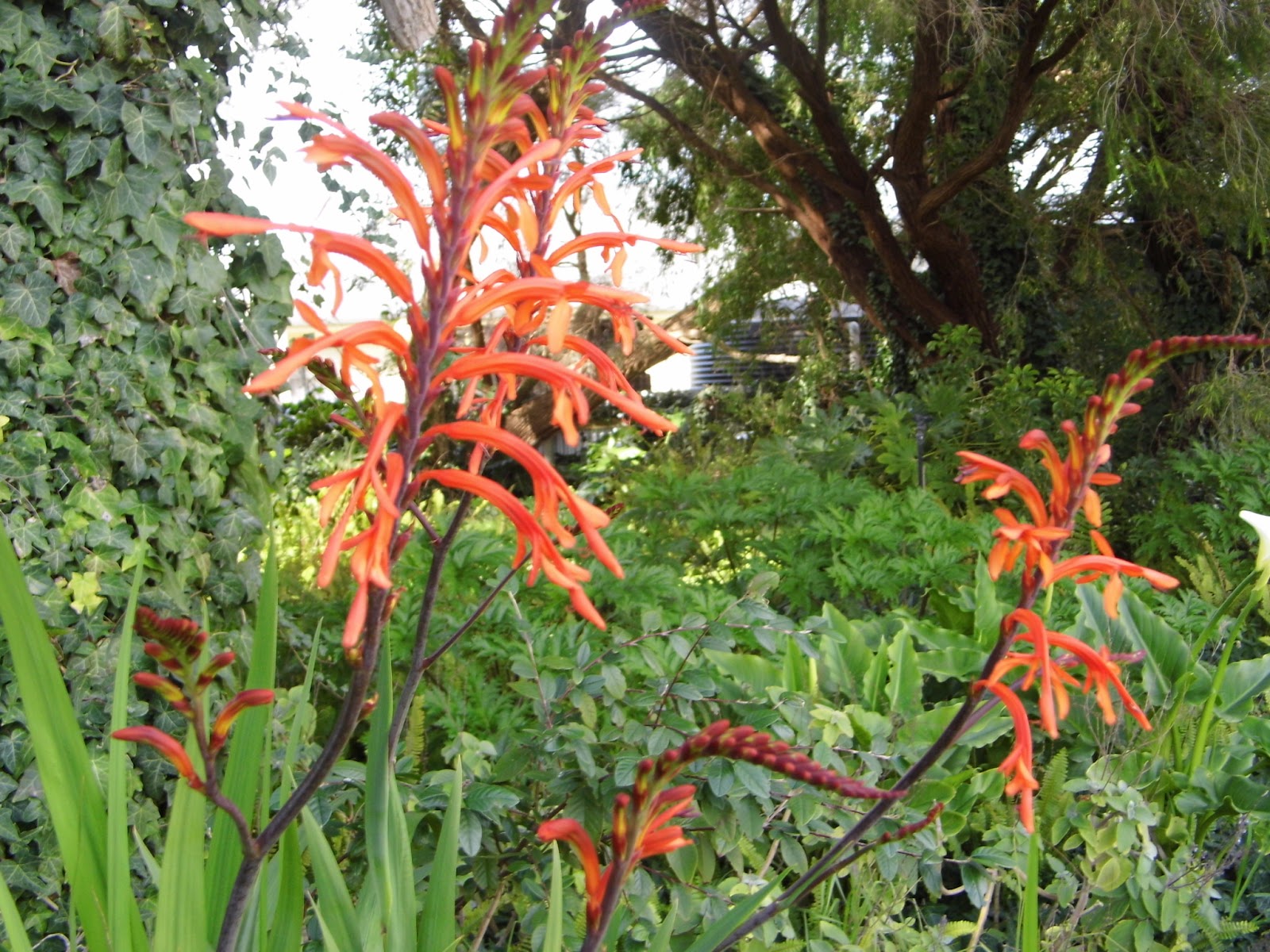 One Mother Hen Death lillies