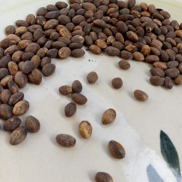 Wonders Of Ghana Seed