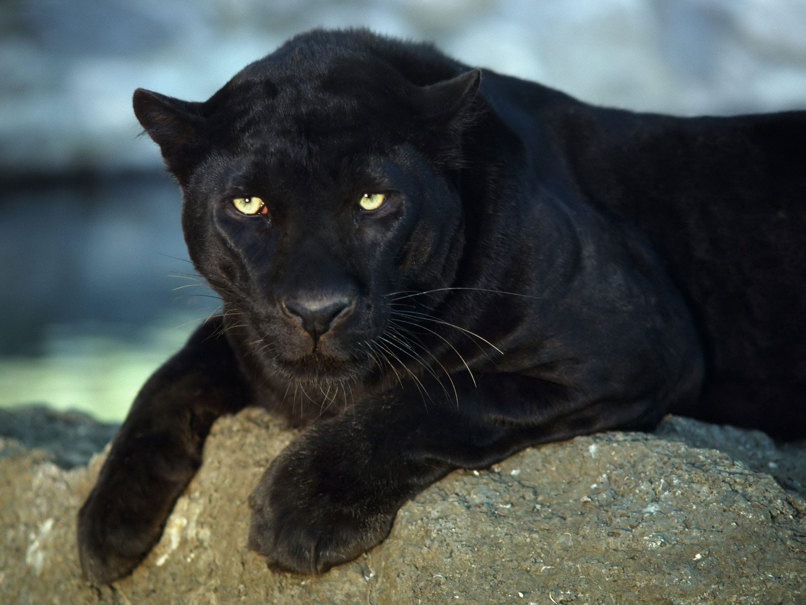 Animals Zoo Park: Black Panther Wallpapers - Animals Hq Backgrounds