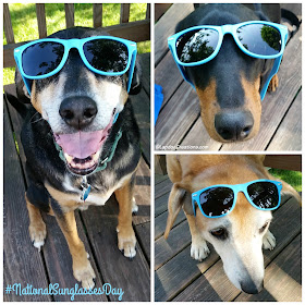 The Future's So Bright, the Lapdogs Gotta Wear their #Chewy shades! #NationalSunglassesDay #RescueDogs #AdoptDontShop ©LapdogCreations