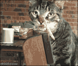 Big Cat Slaps Kitten Big Cat Slaps Kitten