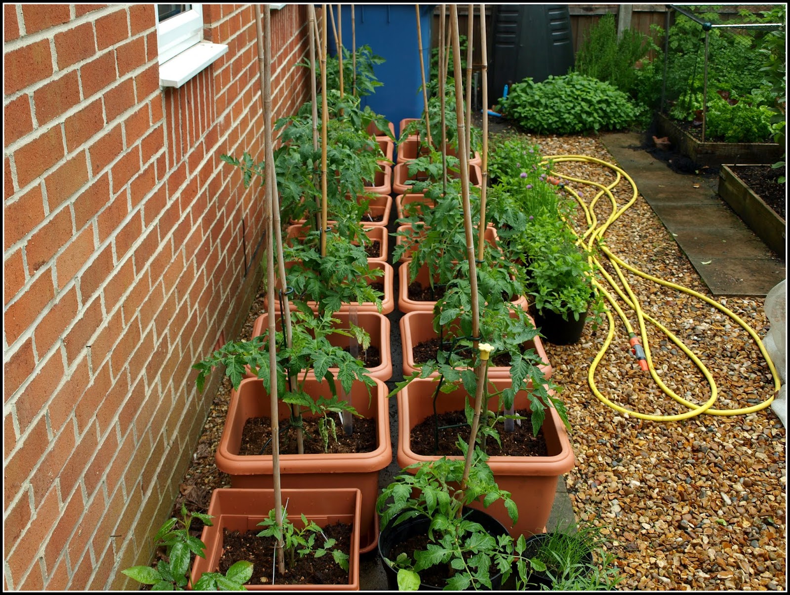 Mark's Veg Plot: Pinching-out and tying-in