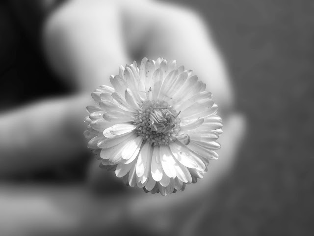 Close-up Flower Black-White Wallpaper hd