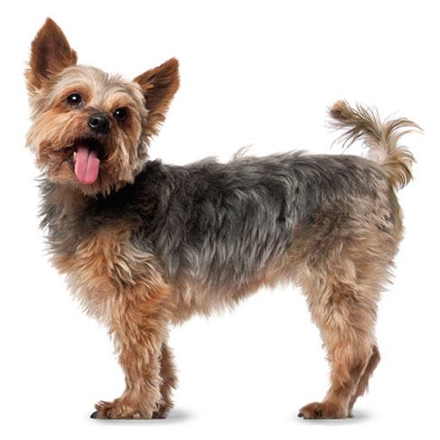 are yorkies with other dogs everything about your terrier my dogs are yorkies with other dogs everything about your terrier my dogs