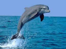 Csodálatos állatok: Palackorrú delfin