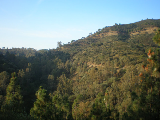 ruta de senderismo ornitológico por el embalse del guadalmellato