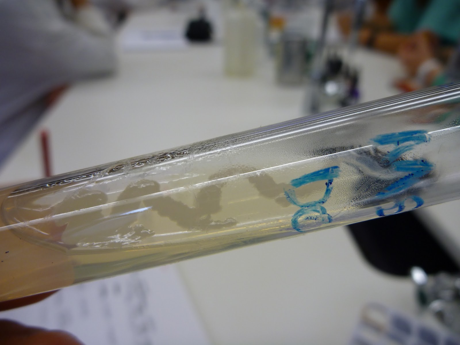 Medical Microbiology Sept 15