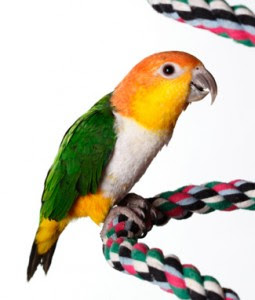 White Bellied Caique Parrot