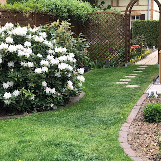Blühender Rhododendron https://fraupratolina.blogspot.com