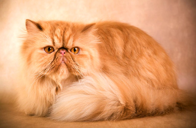 Persian Cat Breed Persian Cat Breed