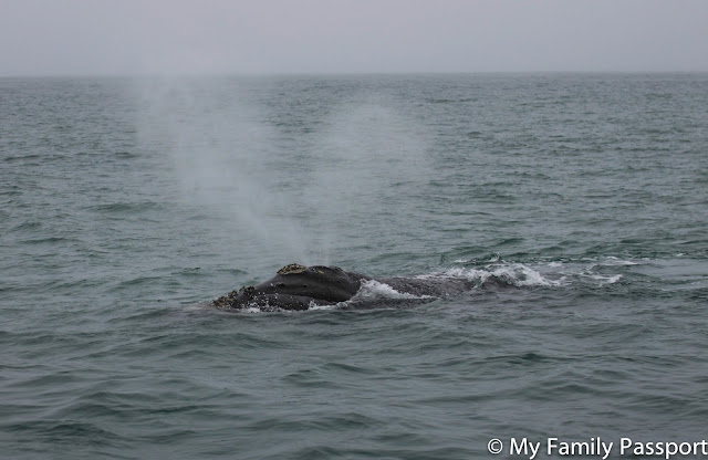 ballenas sudafrica