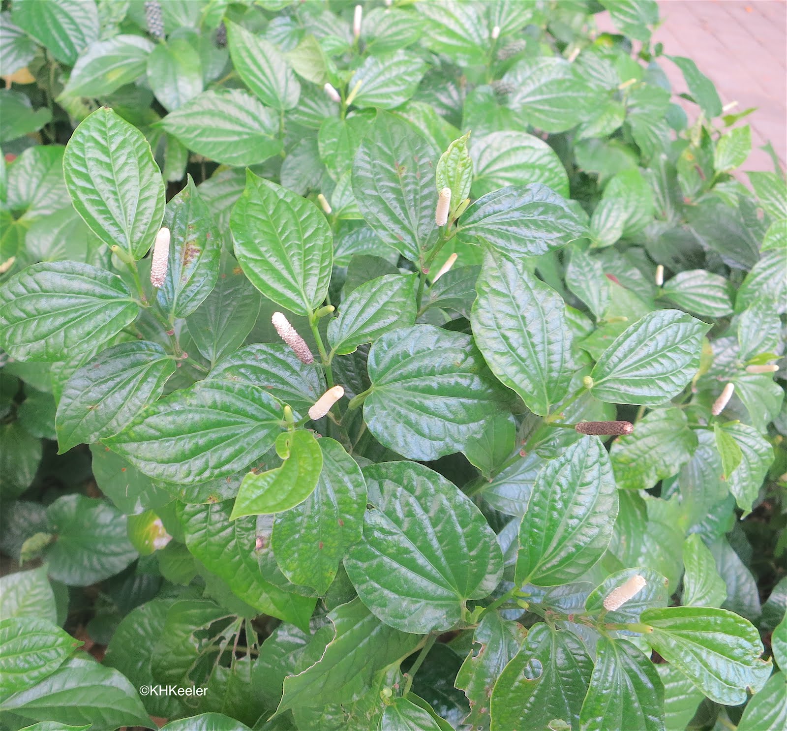 A Wandering Botanist Plant StoryBlack Pepper, Everyone's Spice