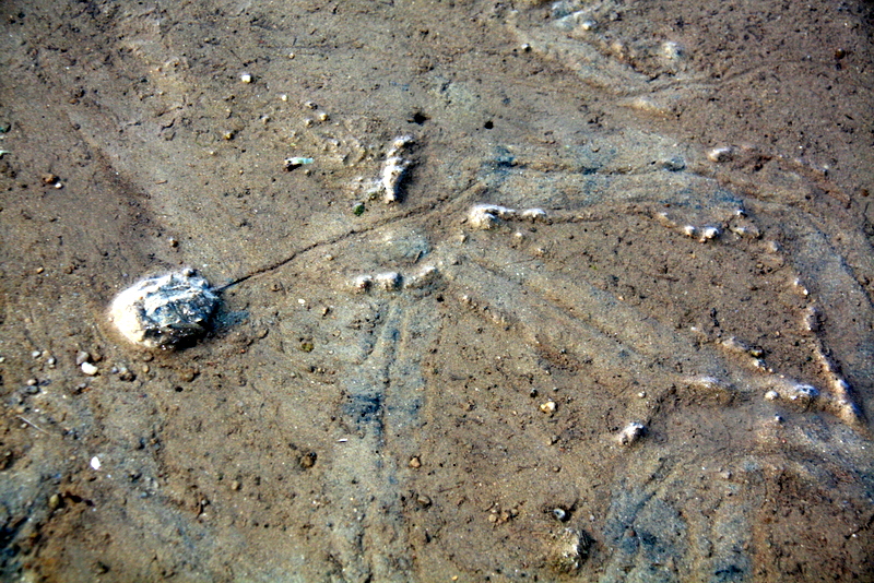 Fossil CSI Juvenile horseshoe crab behaviour tail (telson) marks