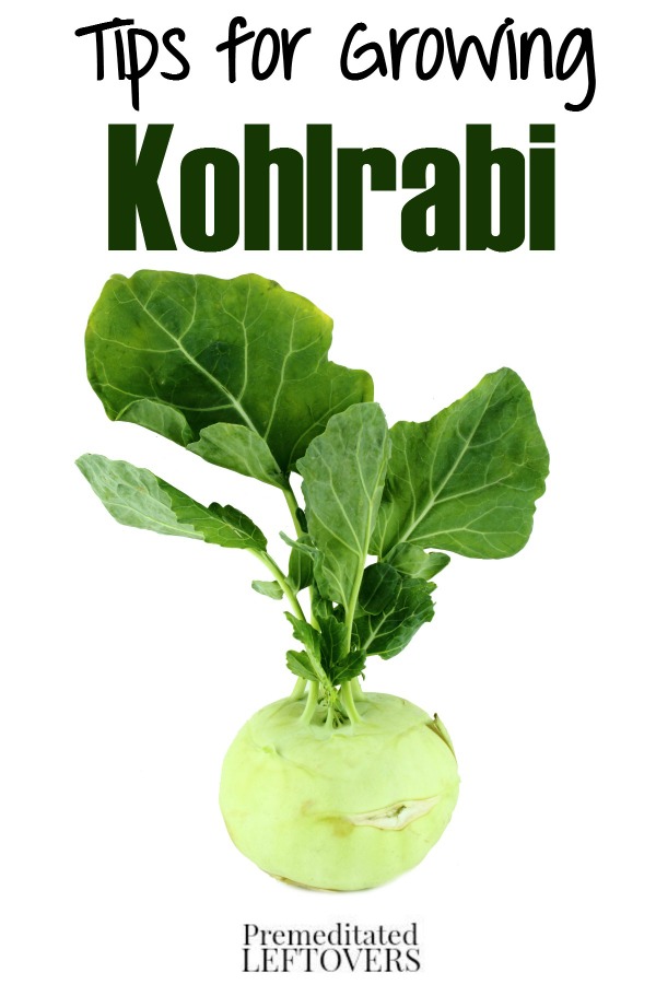 Tips for Growing Kohlrabi, Kohlrabi Plant, Kohlrabi Seeds Everything