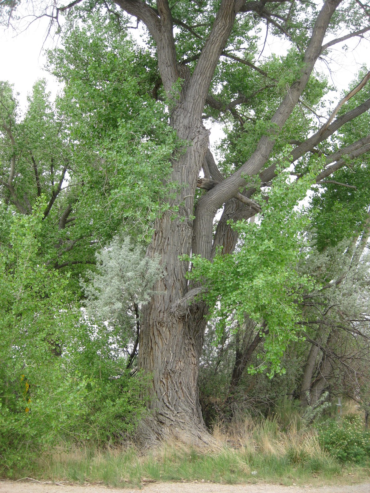 Dewey's Bee Blog Another bee tree