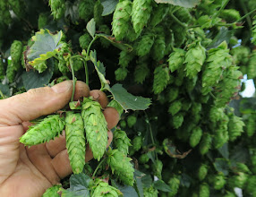 #9—Harvesting My Hops