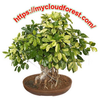 Best place to buy bonsai