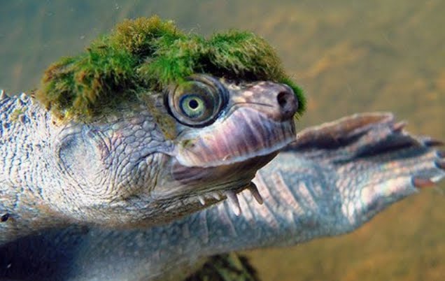 Tartaruga Punk, le immagini dell'animale con la cresta verde in via d'estinzione