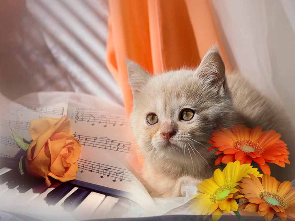 HD Wallpapers and Backgrounds of animals and pets: Foxes, Horses, Tiger, Dogs, Cats, Squirrels, Rabits and Others