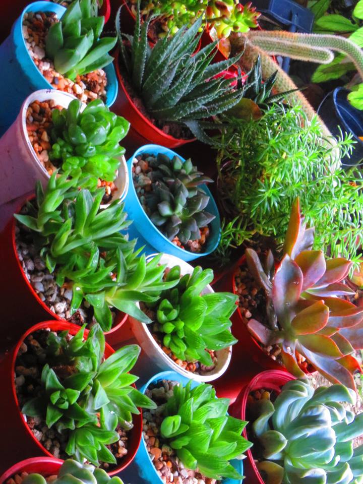 Succulents Cebu and Cactus Collection Cassiel's Succulent World
