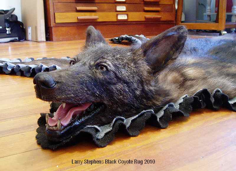 trophyhunting Black Coyote Rug Mount, an Unusual Addition to any
