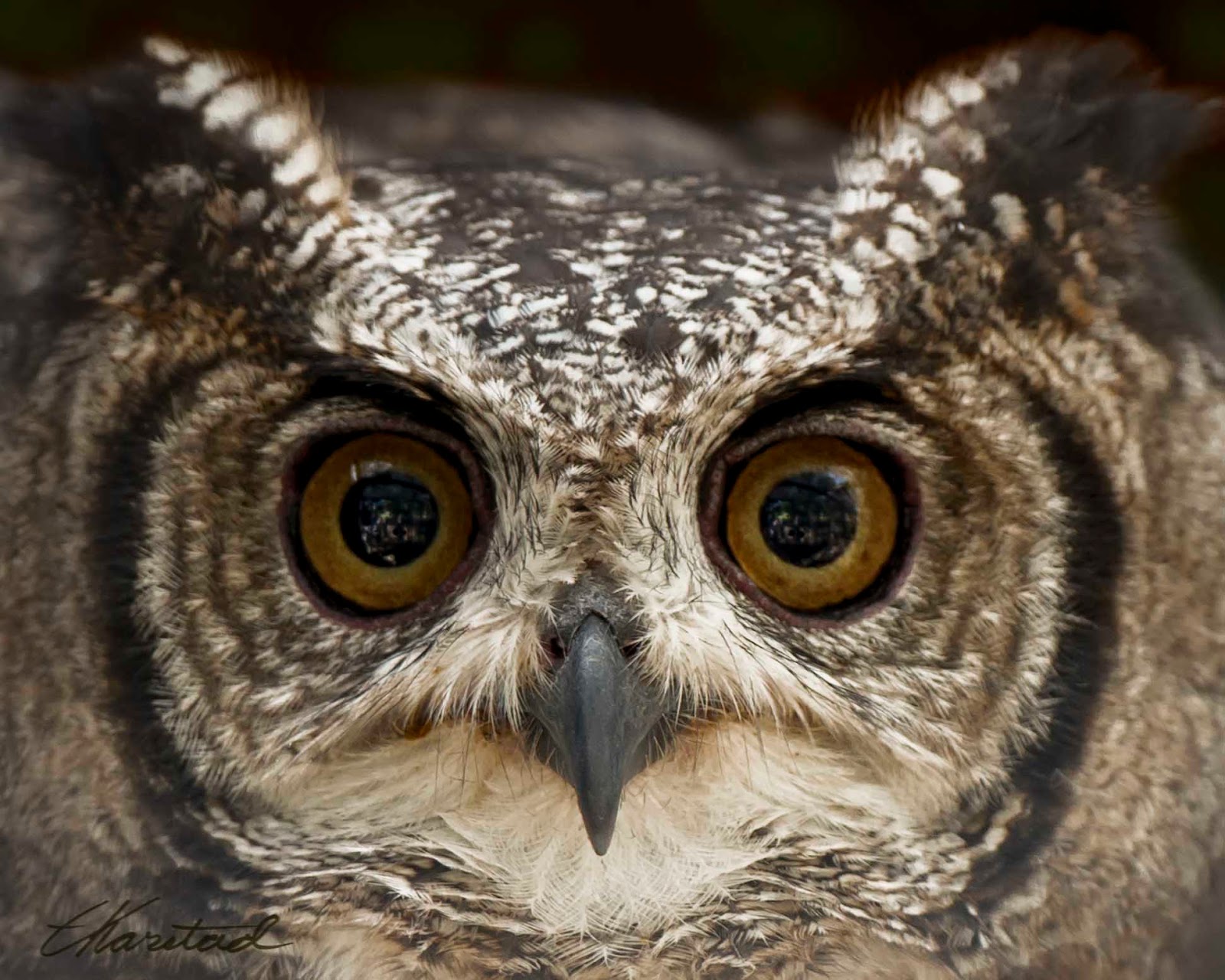 elsen karstad s pic a day kenya spotted eagle owl kenya