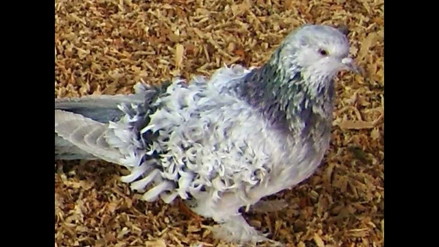 BANCO DE IMAGENS - POMBOS ORNAMENTAIS E EXÓTICOS https://mundoanimalevidaselvagem.blogspot.com.br BANCO DE IMAGENS - POMBOS ORNAMENTAIS E EXÓTICOS https://mundoanimalevidaselvagem.blogspot.com.br