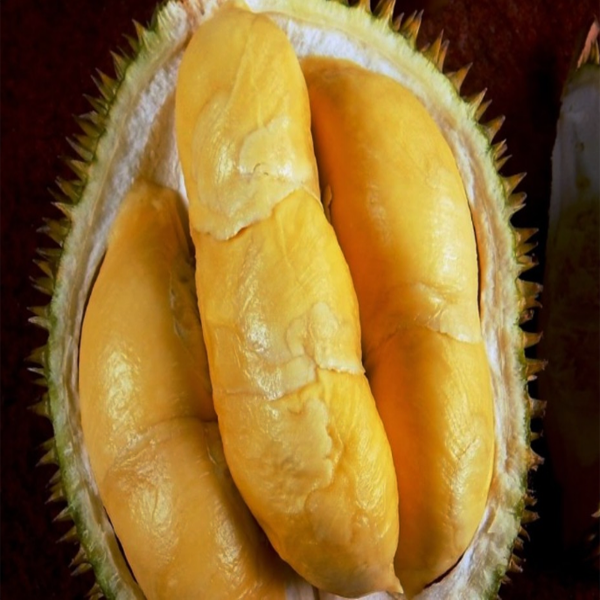 Durian Bokor, Khasiat Durian Bokor, Manfaat Durian Bokor