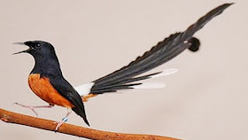 Pakan murai batu