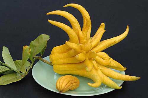 Buddha's Hand Buddha's Hand