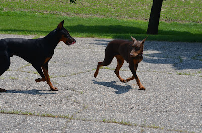16 month old Doberman (puppies?) Photo by Trisha Field